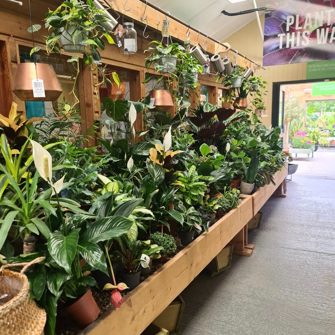 Indoor plant nursery with a wooden display filled with green plants and hanging pots