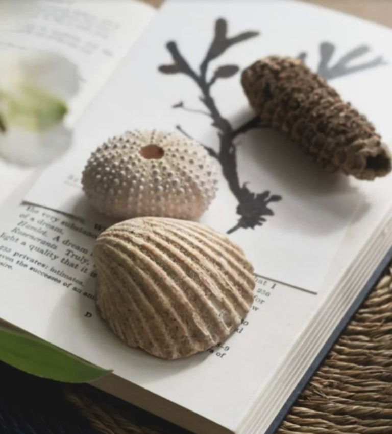 An open book displaying a black branch illustration, three seashells rest on the pages.