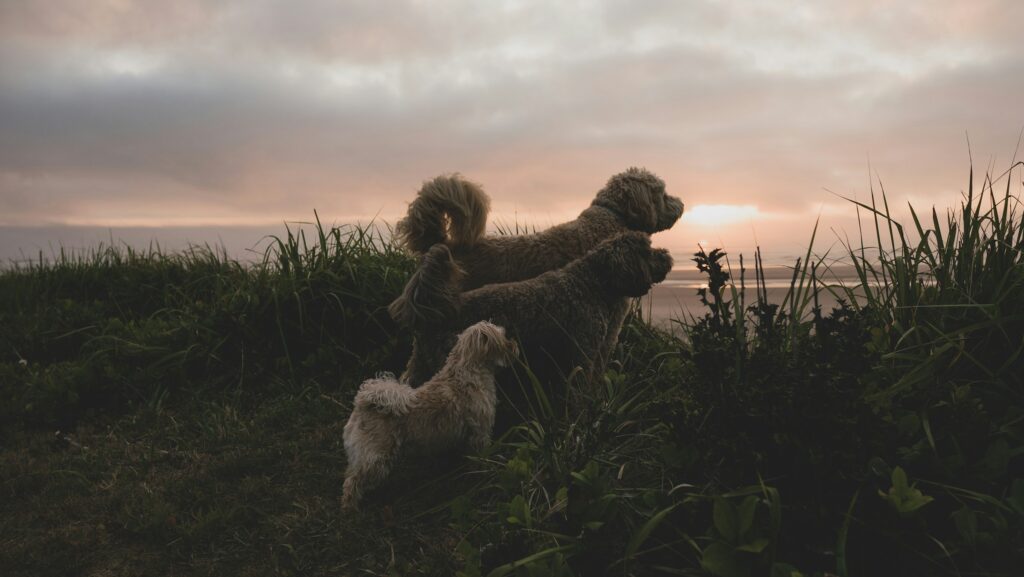 Three dogs standing together on a grassy hill, looking at the sunset over the sea.
