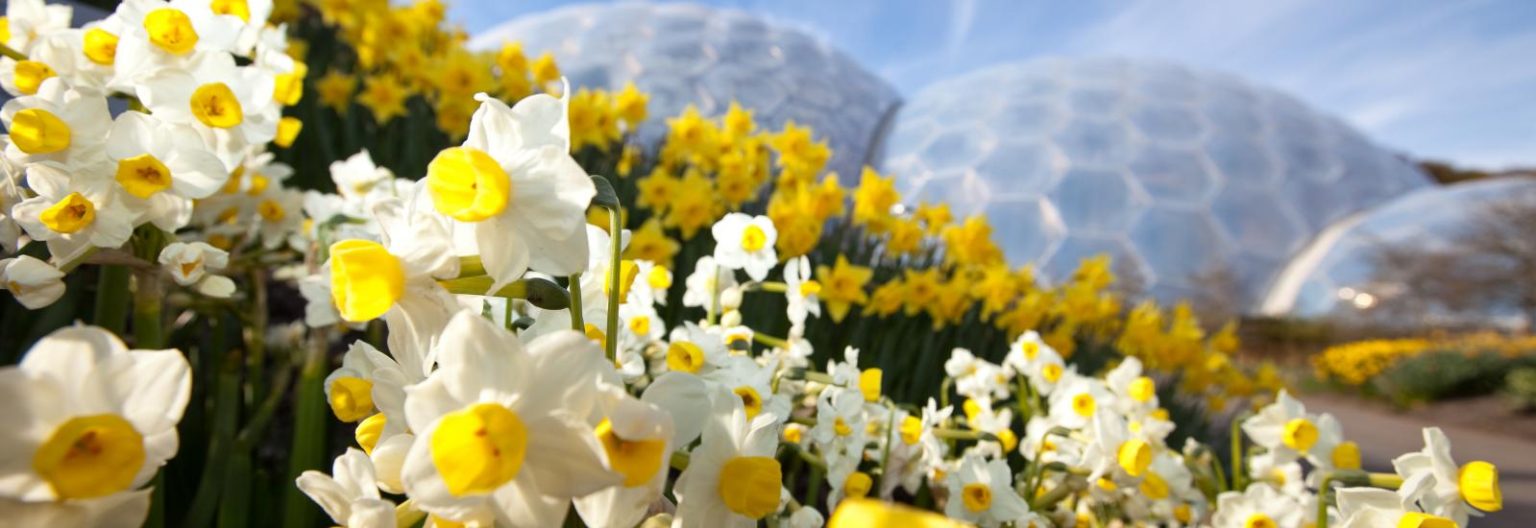 Daffodils with The Eden Project in the background